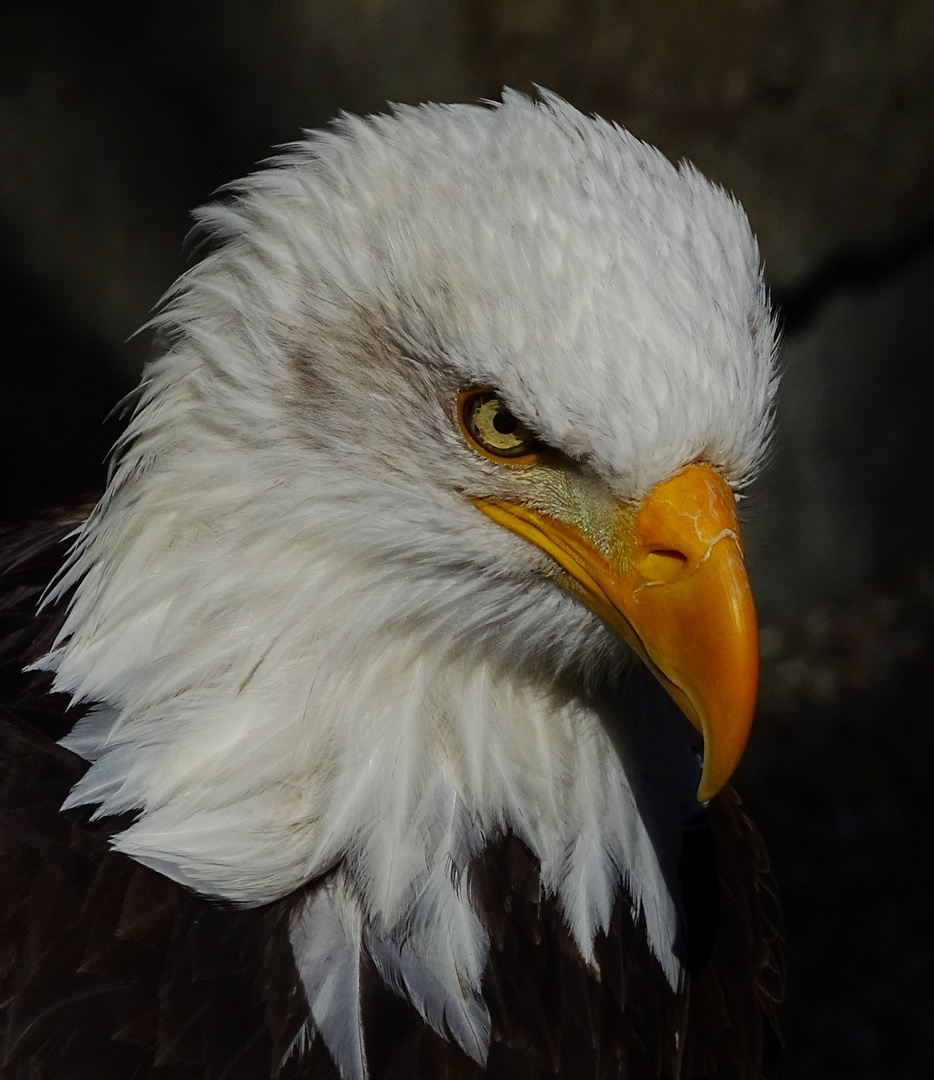 Weißkopfseeadler