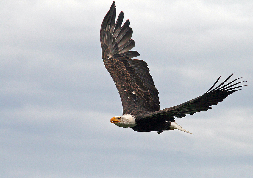 Weisskopfseeadler