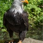 Weißkopfseeadler