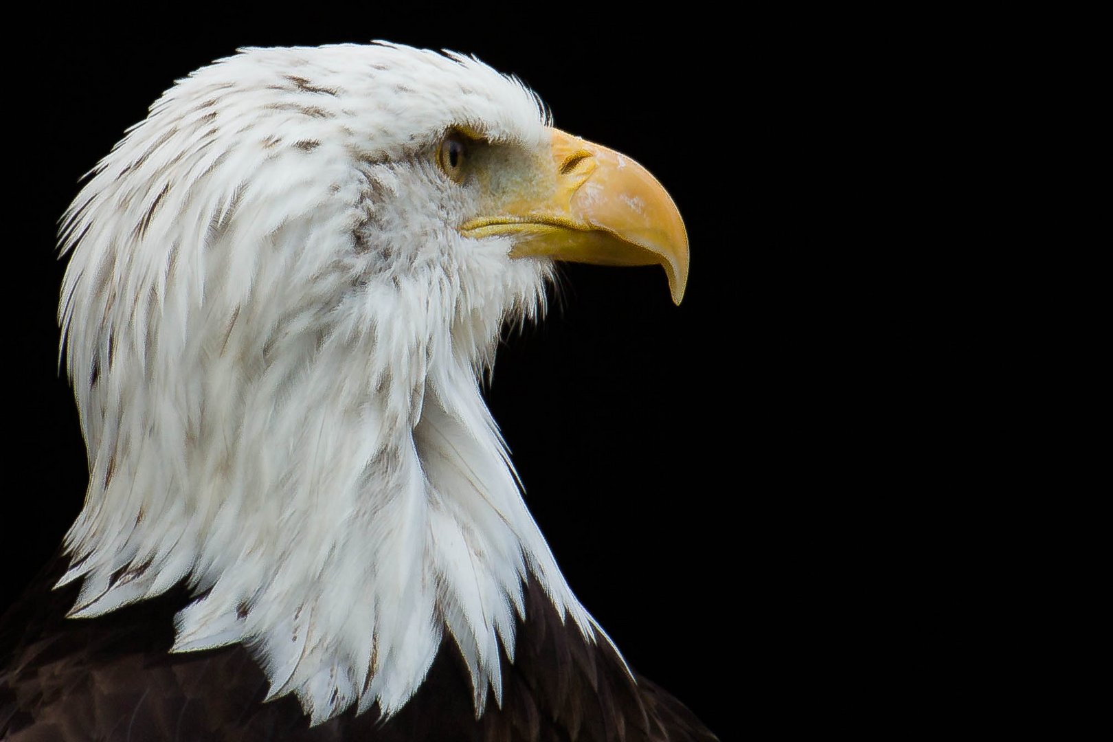 Weißkopfseeadler