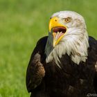 Weißkopfseeadler..