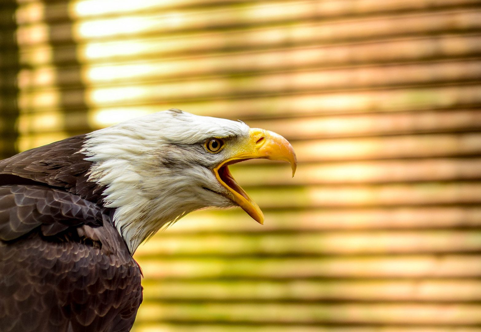 Weißkopfseeadler