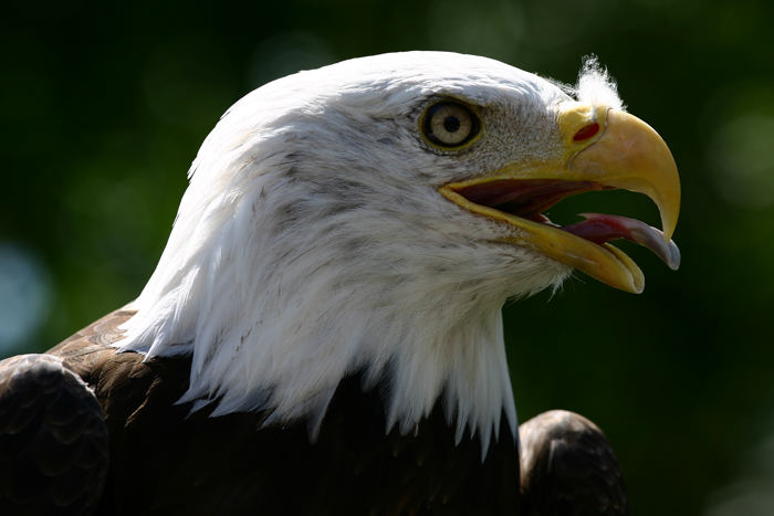 Weißkopfseeadler