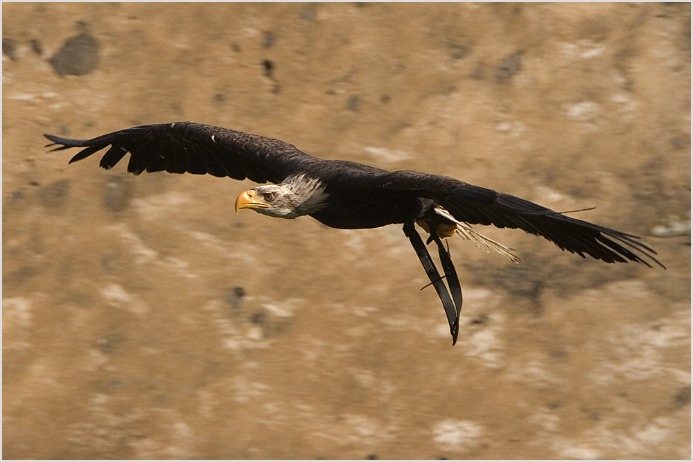 Weißkopfseeadler