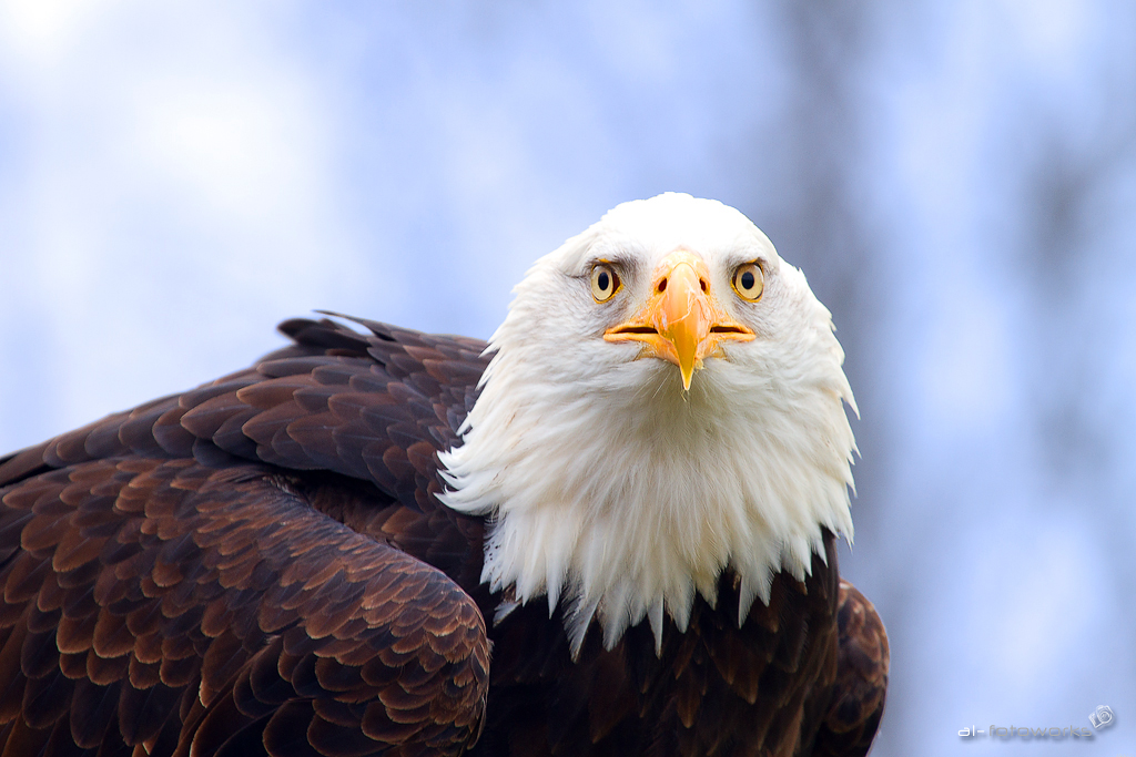 Weißkopfseeadler