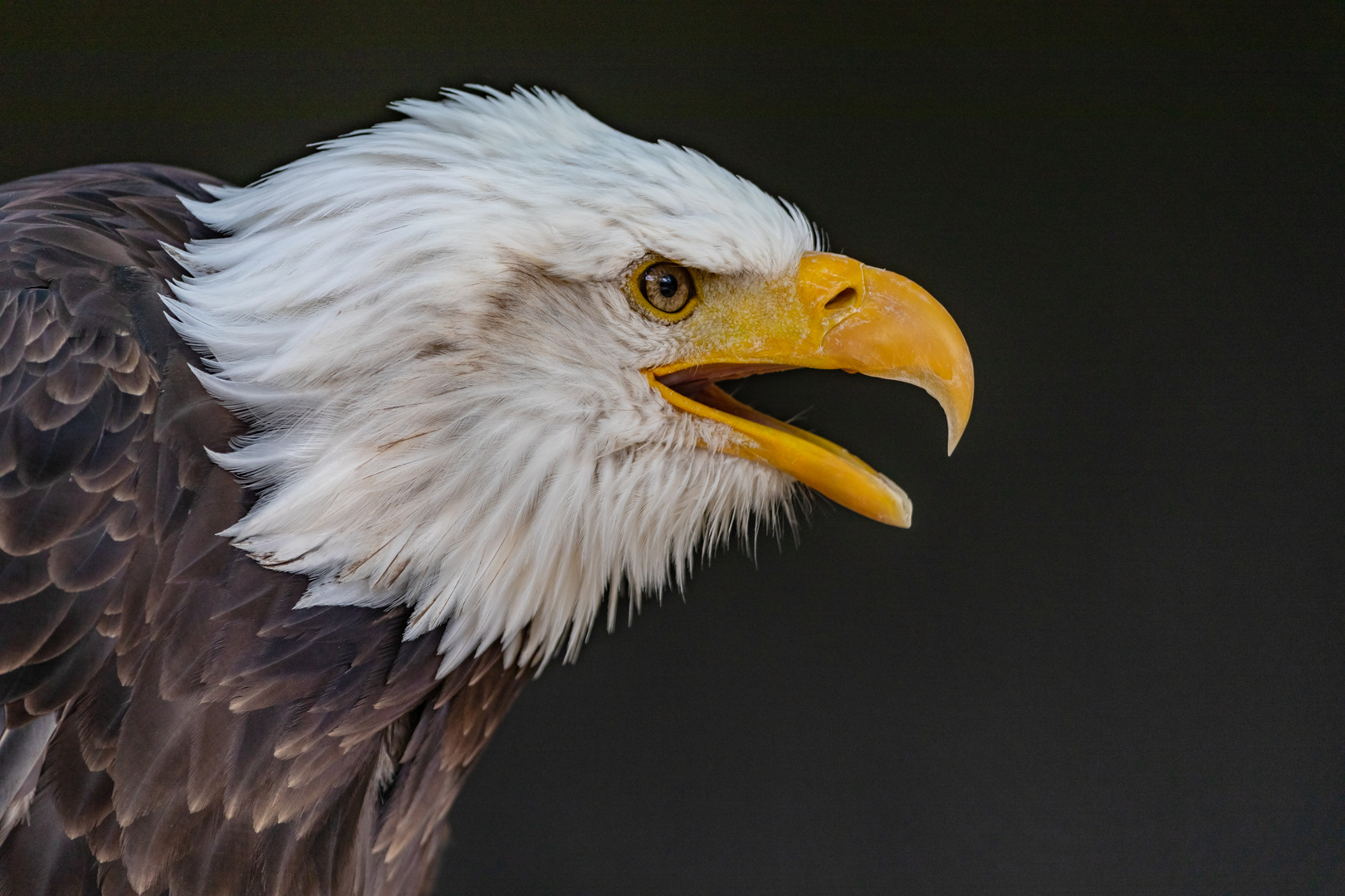 Weißkopfseeadler-9224