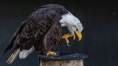 Weißkopfseeadler-9239