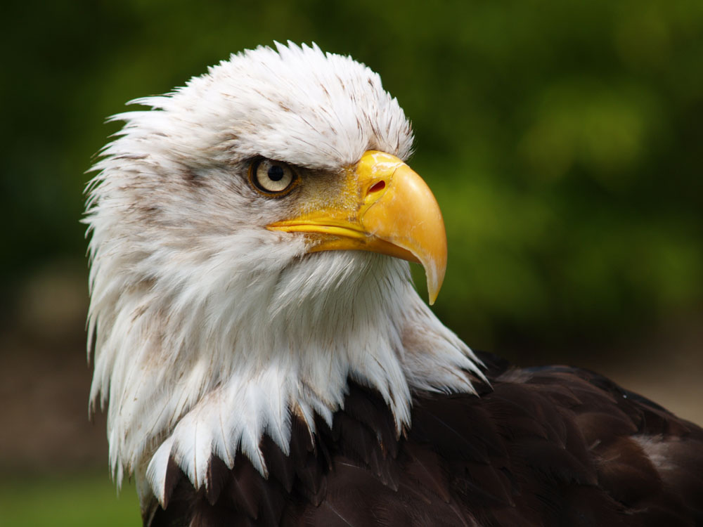 Weißkopfseeadler