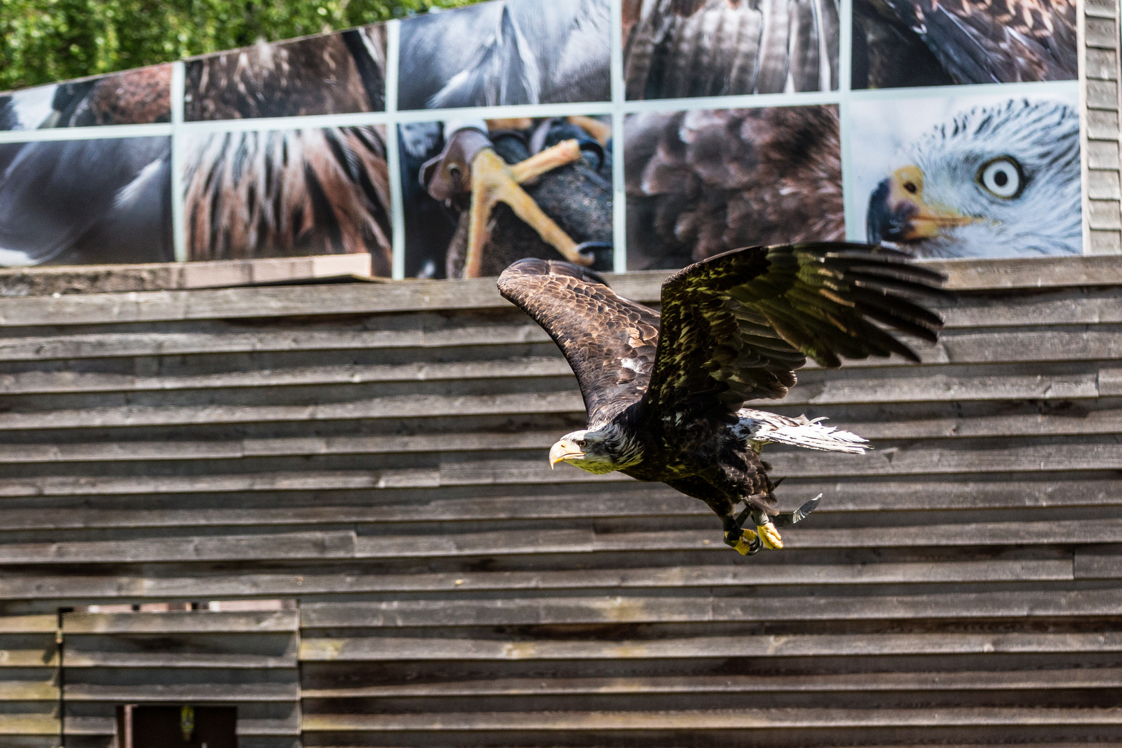 Weisskopfseeadler