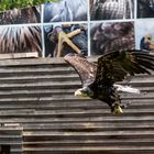 Weisskopfseeadler