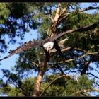 Weißkopfseeadler