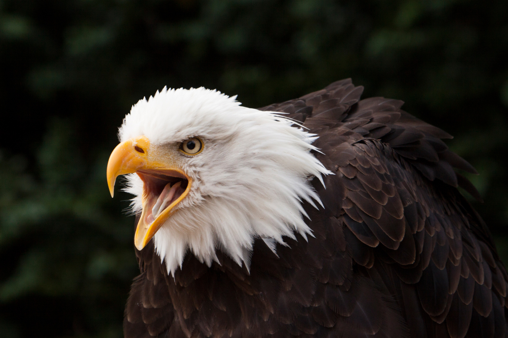 Weisskopfseeadler