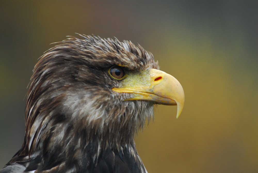 "Weißkopfseeadler"