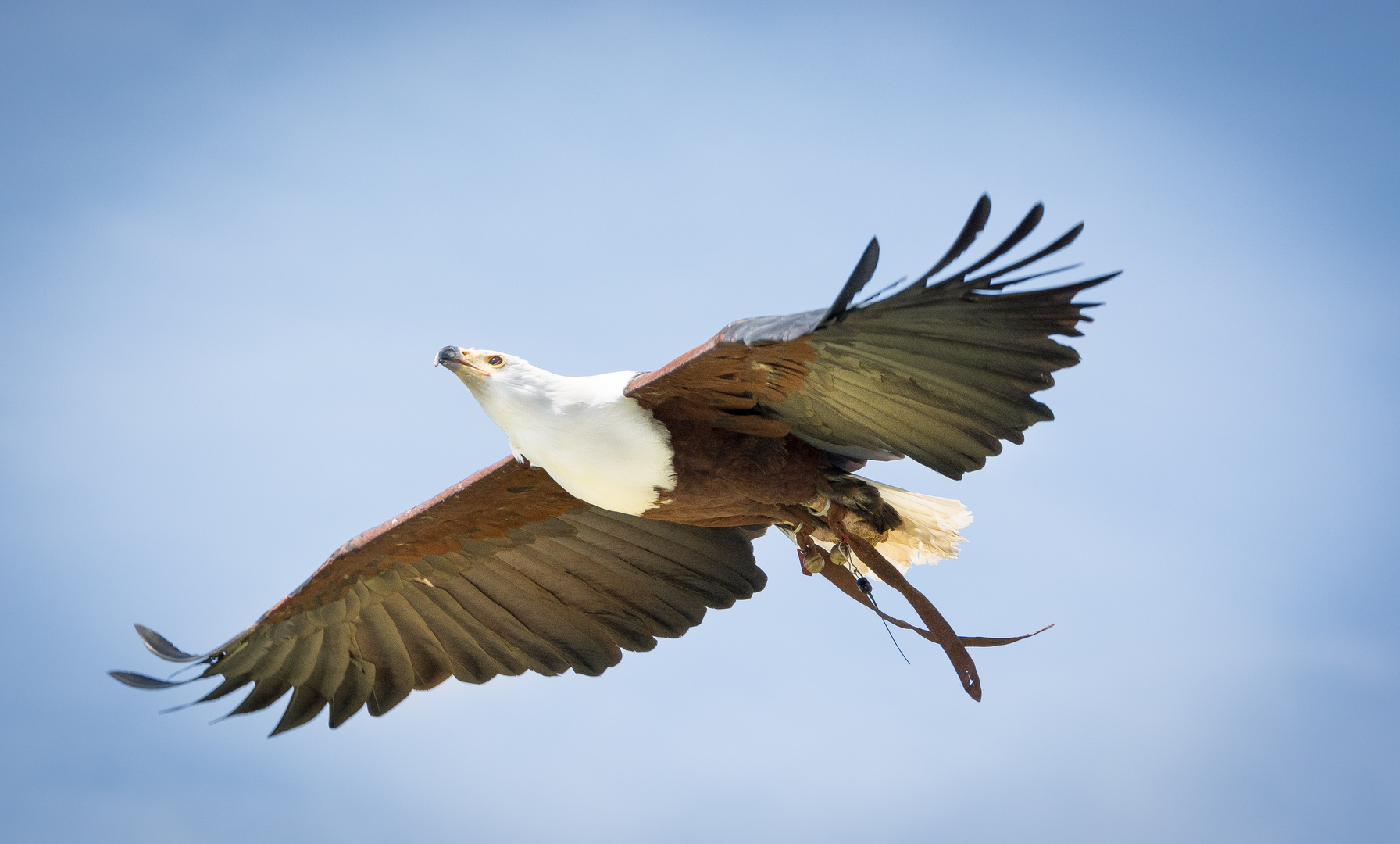 Weißkopfseeadler