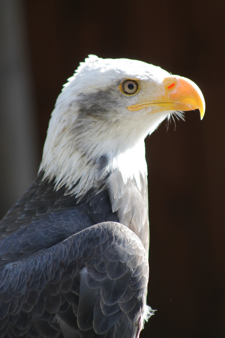 Weißkopfseeadler