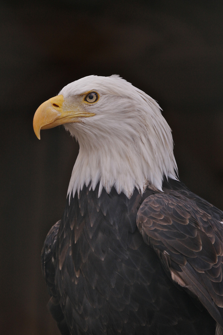 Weißkopfseeadler