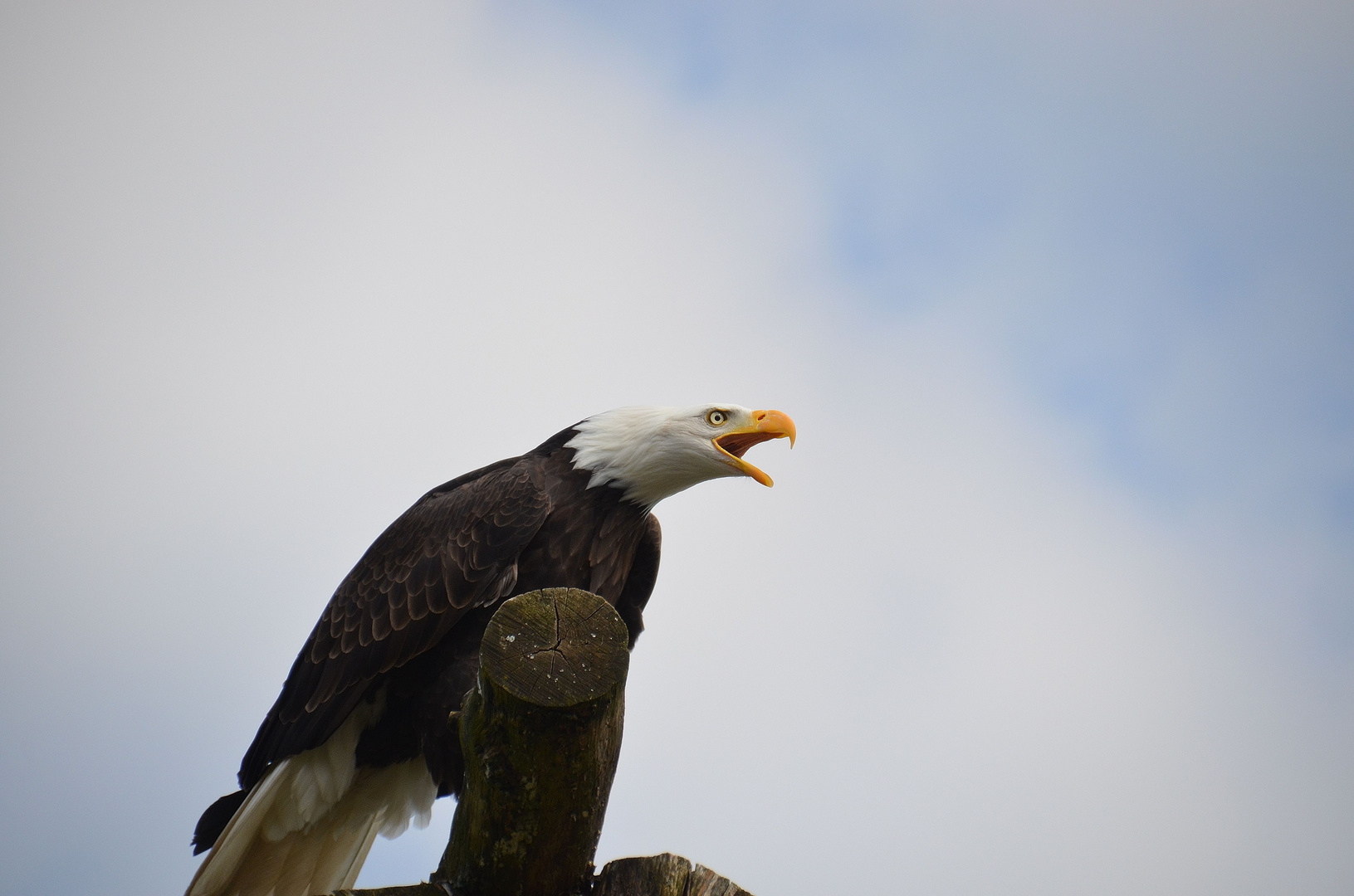 Weißkopfseeadler