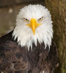 Weißkopfseeadler