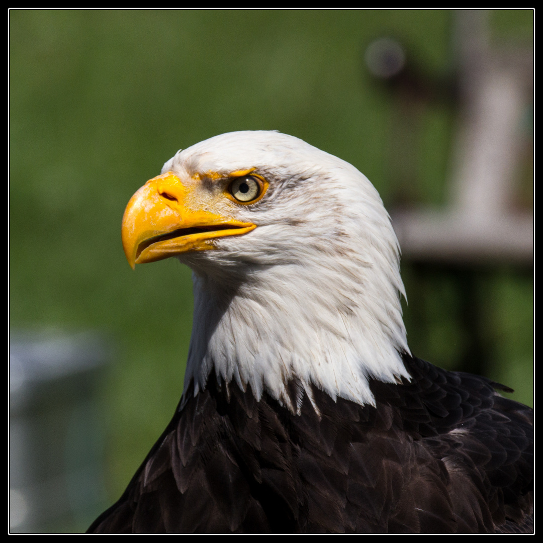 Weißkopfseeadler