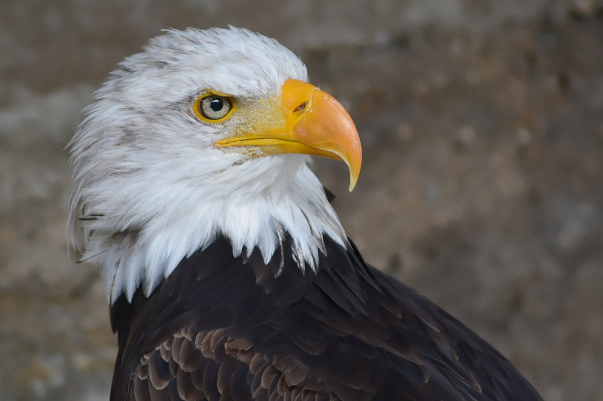 Weißkopfseeadler