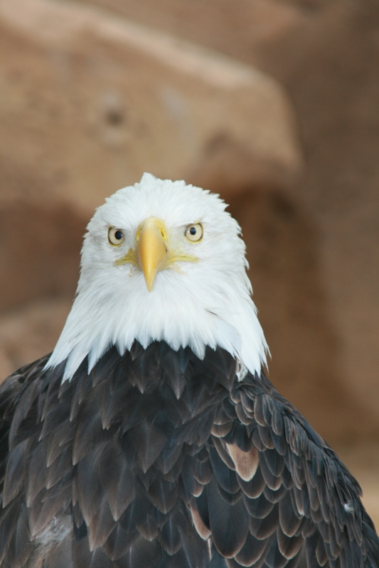 Weißkopfseeadler