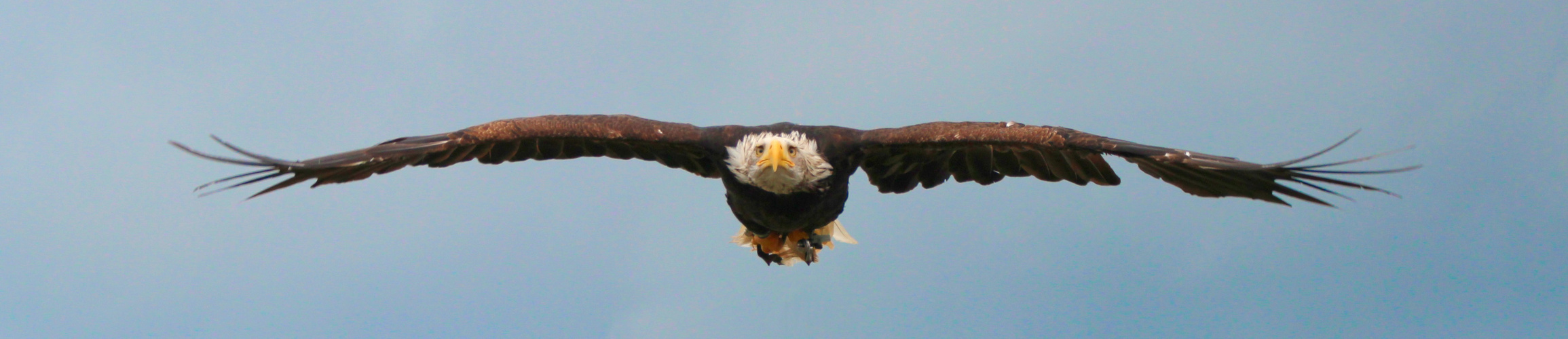 Weißkopfseeadler