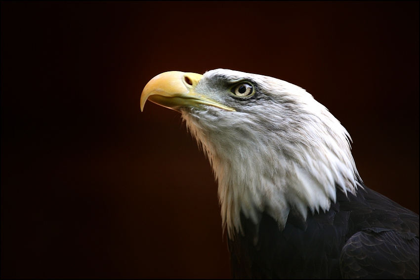 Weißkopfseeadler