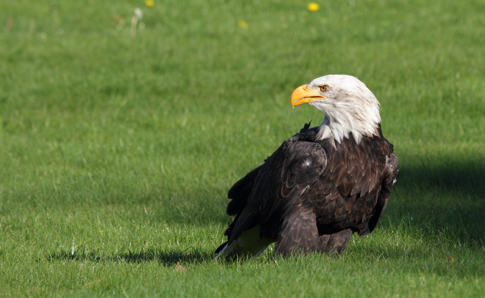 Weißkopfseeadler