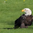 Weißkopfseeadler