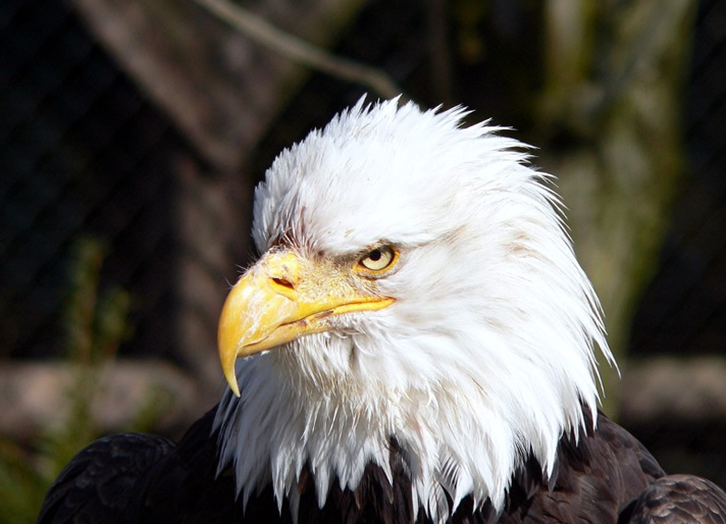 weisskopfseeadler