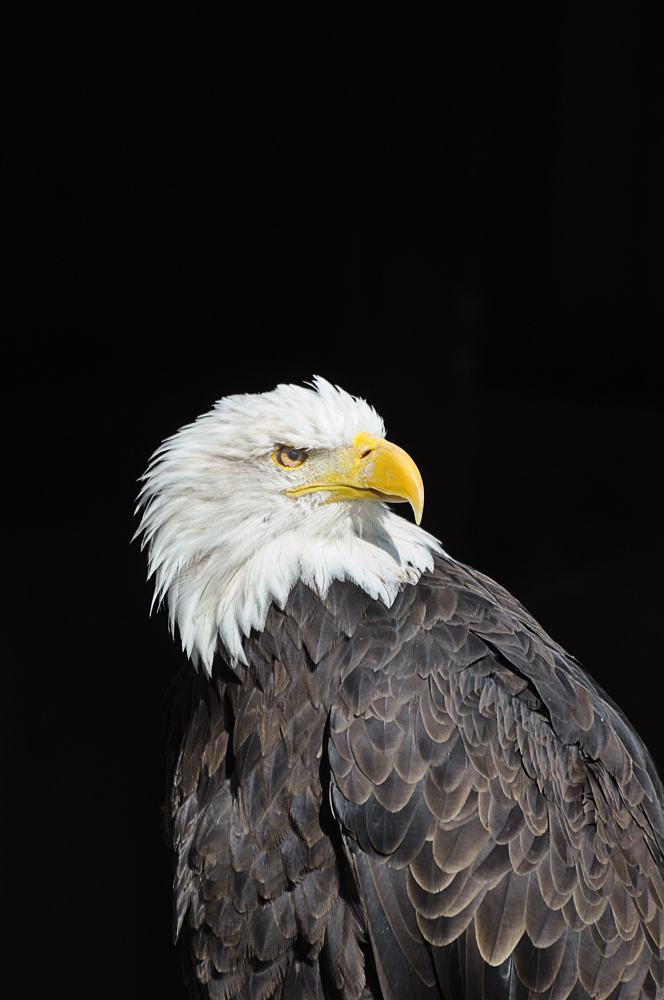 Weißkopfseeadler