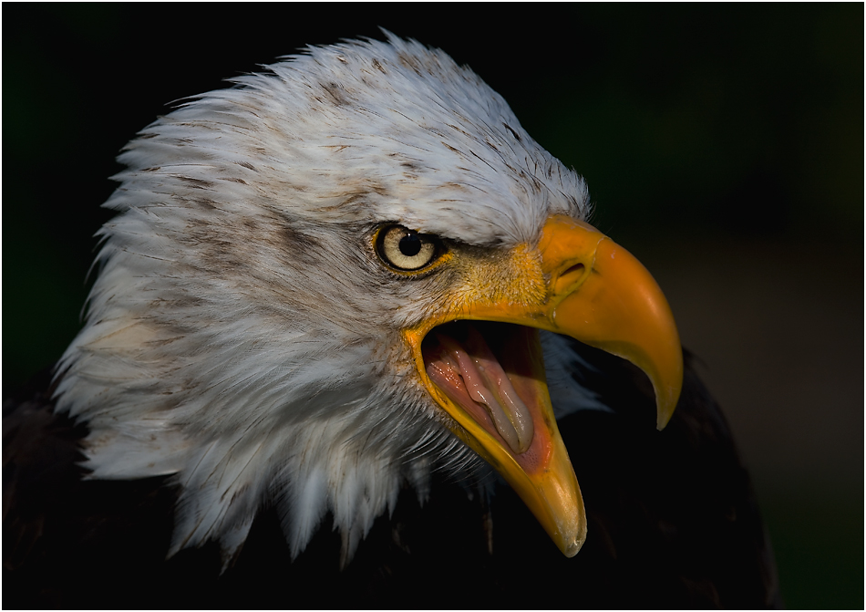 Weisskopfseeadler