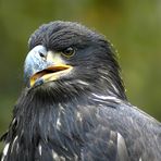 weisskopfseeadler