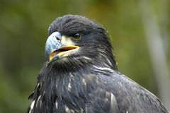 weisskopfseeadler