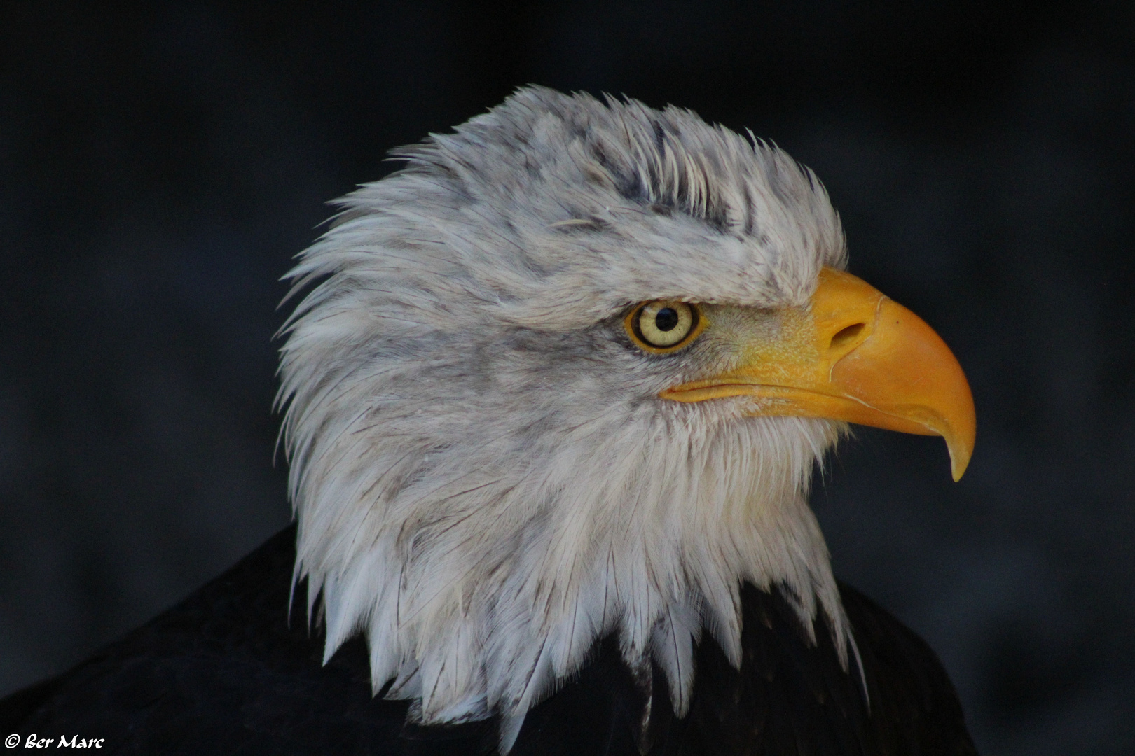 Weißkopfseeadler