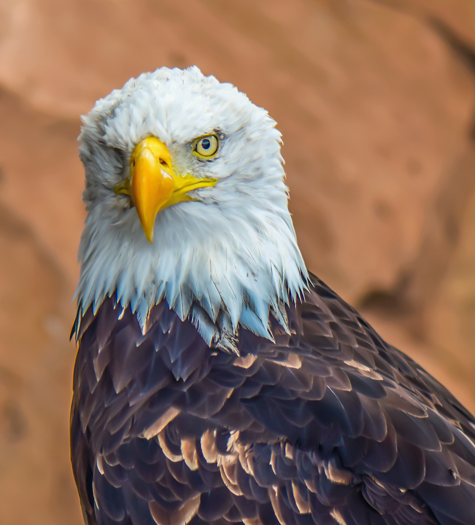 Weißkopfseeadler