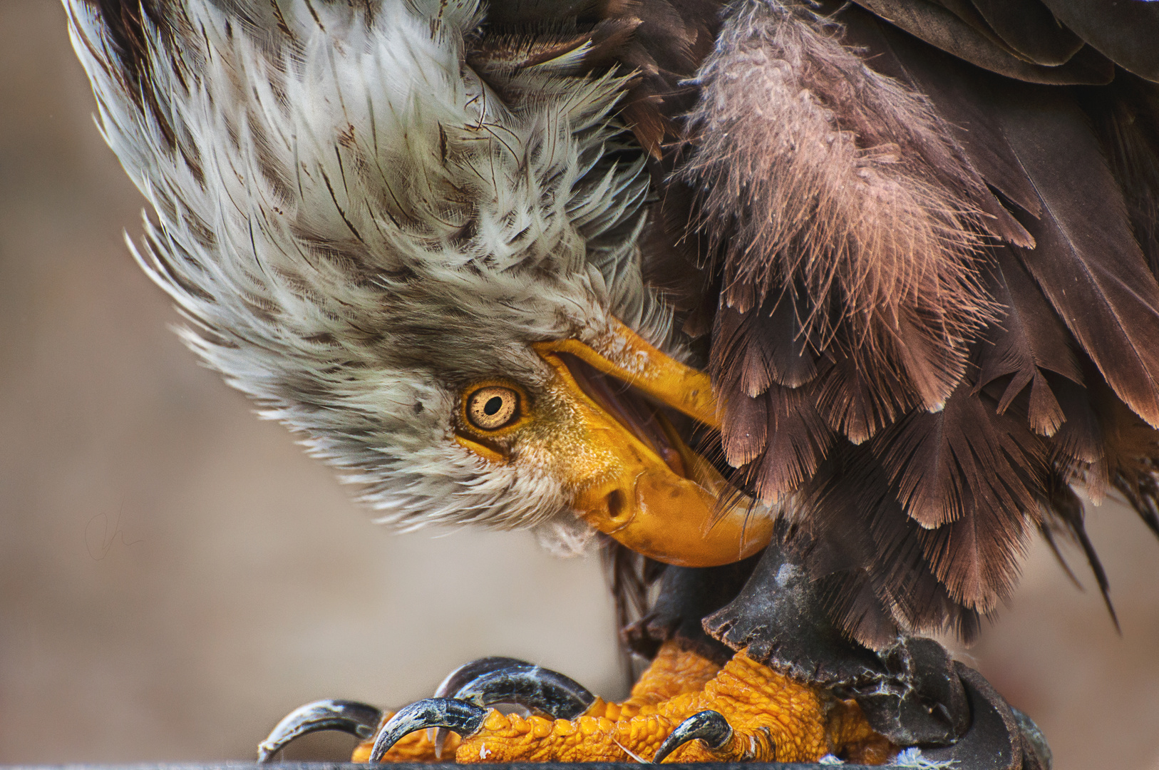 Weißkopfseeadler