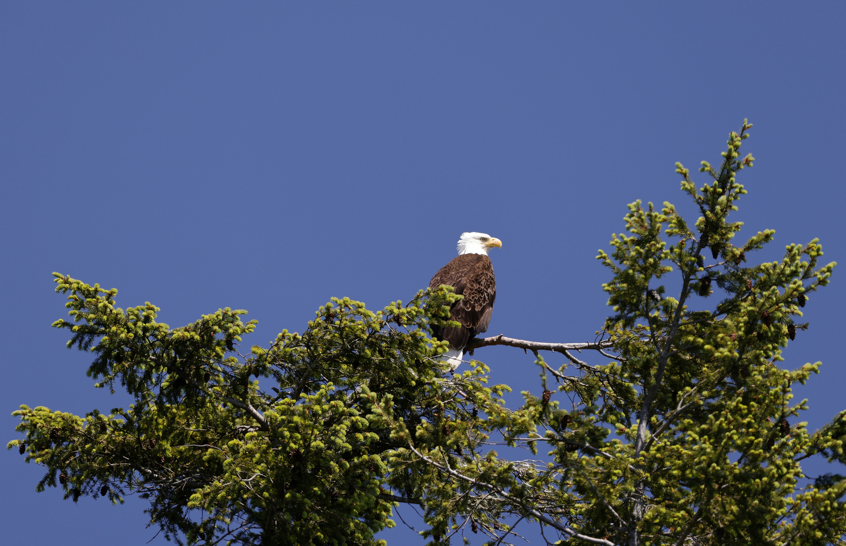 Weißkopfseeadler