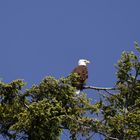 Weißkopfseeadler