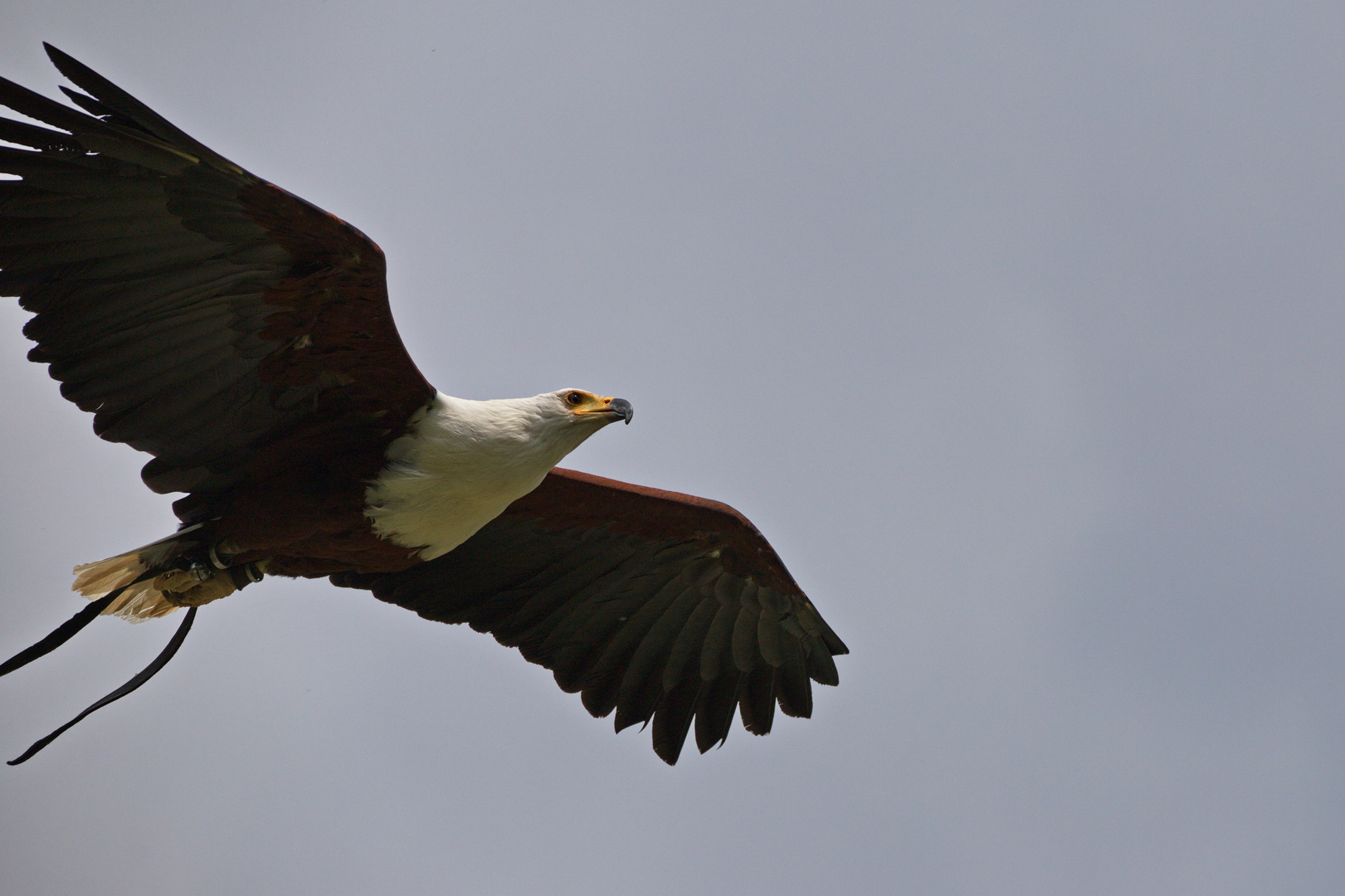 Weißkopfseeadler