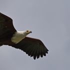 Weißkopfseeadler