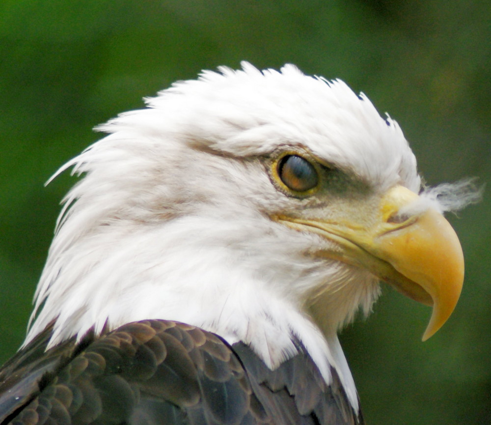 Weißkopfseeadler