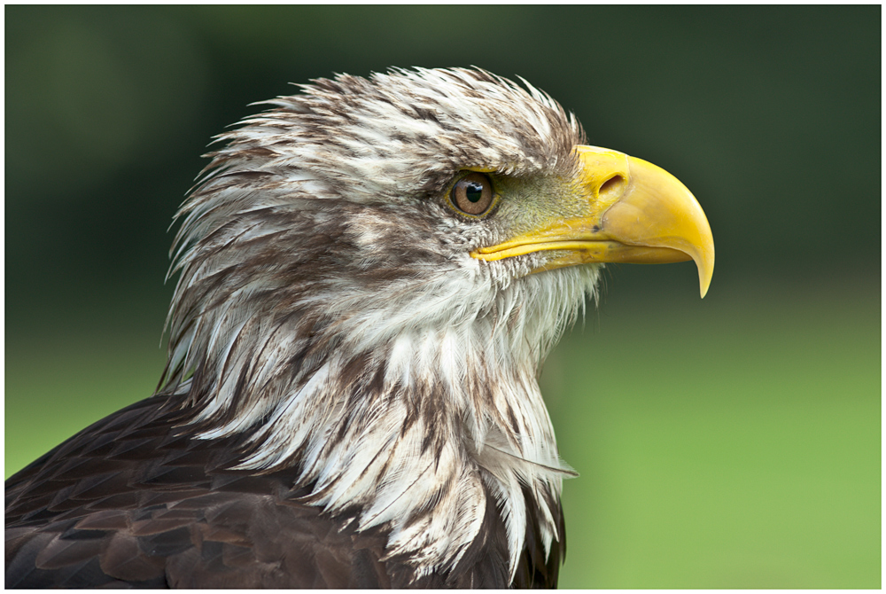 Weißkopfseeadler