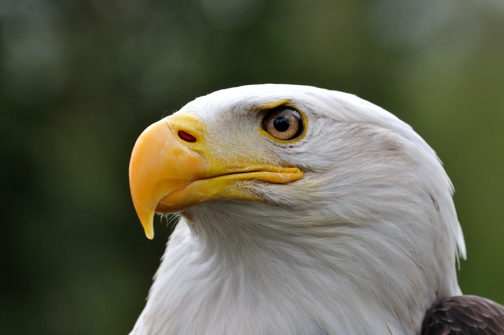 Weißkopfseeadler