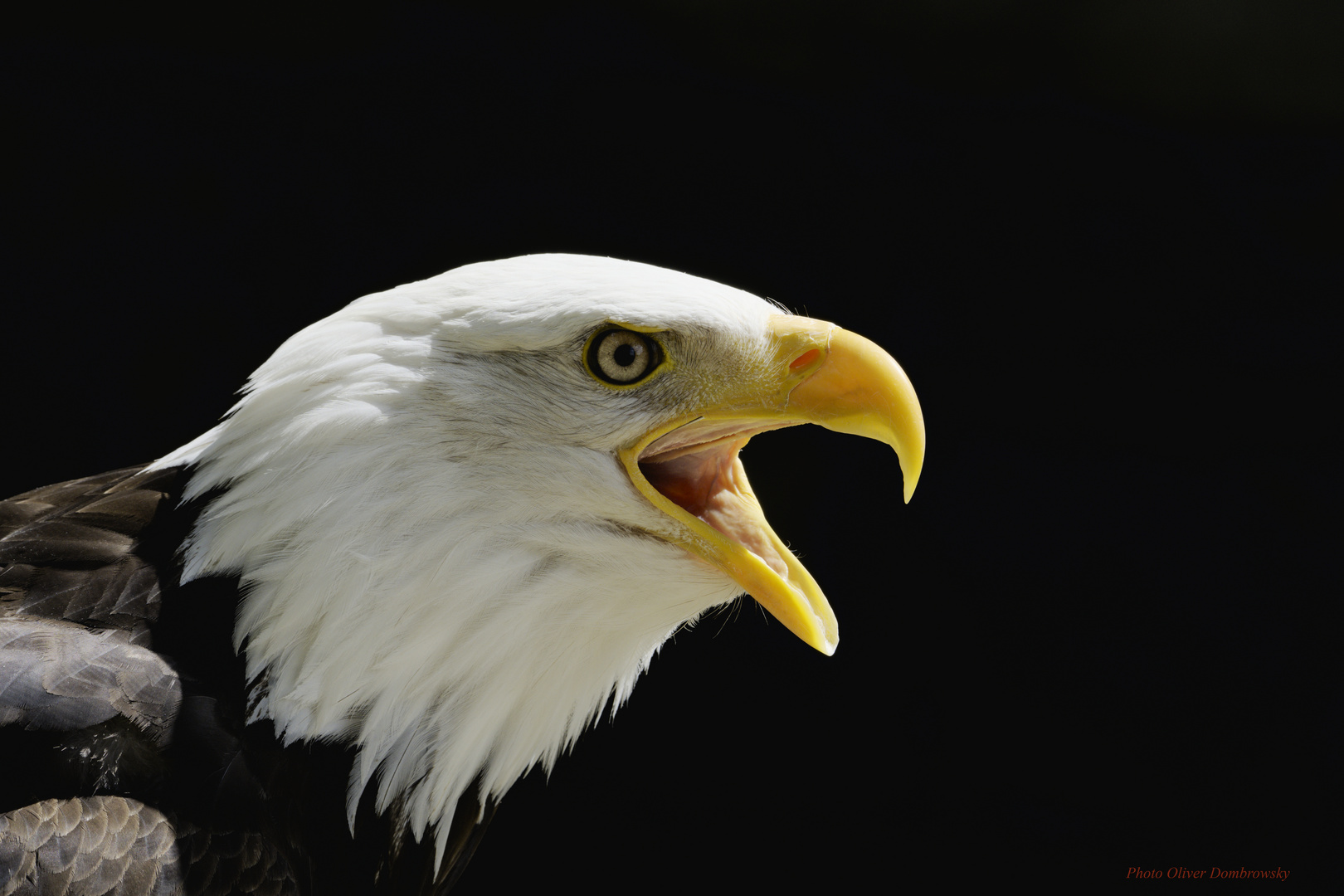 Weißkopfseeadler 