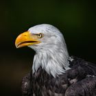 Weißkopfseeadler 