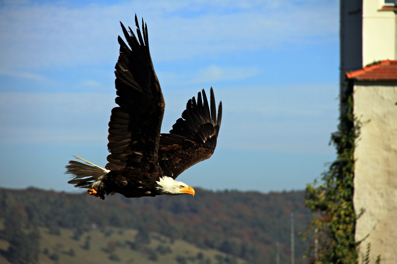 Weißkopfseeadler