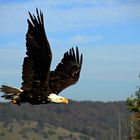 Weißkopfseeadler