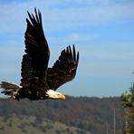 Weißkopfseeadler