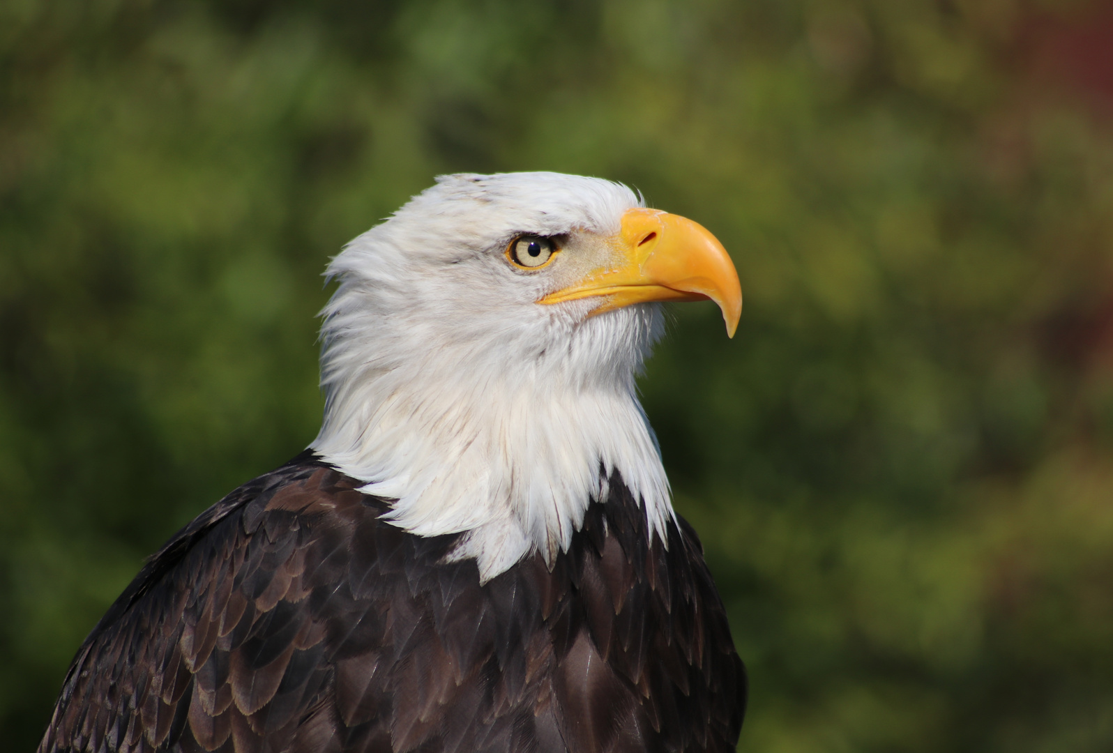 Weißkopfseeadler